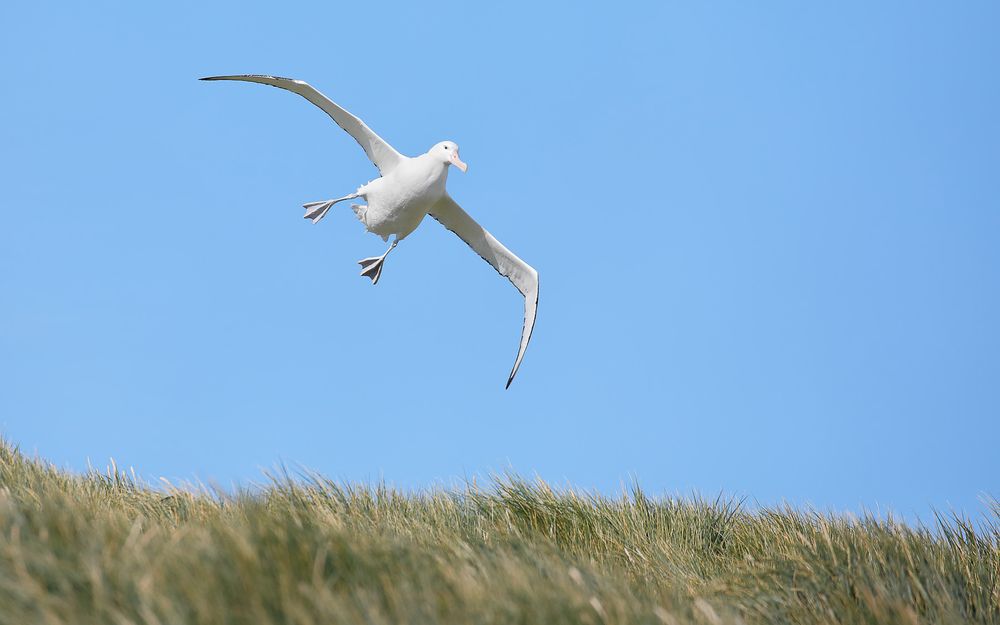 Wandering Albatros landing at nest_83A4151-Prion Island, Bay of Isles, South Georgia Island.jpg