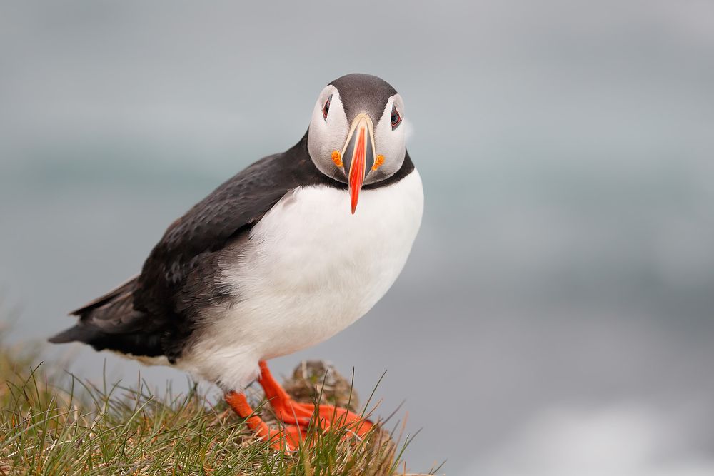 Atlantic-puffin-on-the-edge_A3I3068-Latrabjarg,-West-Iceland.jpg