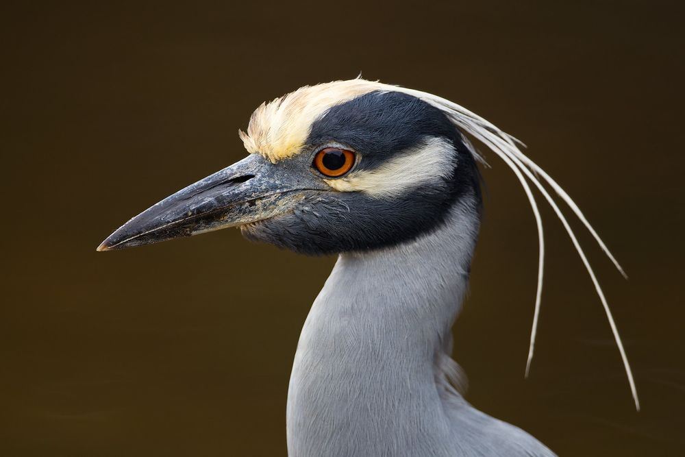 Yellow-crowned-night-heron-head-portrait_M7E0588-Ding-Darling-NWR,-Sanibel-Island,-FL.jpg