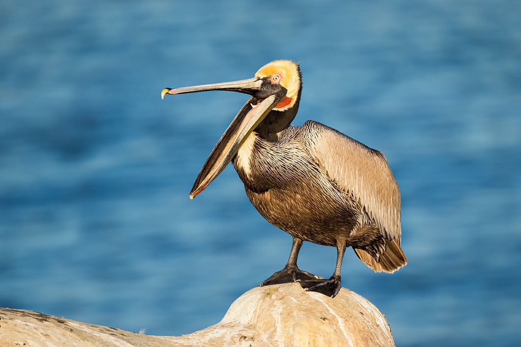 Brown-pelican-with-open-beak-on-cliff_E7T0598-La-Jolla-cliffs-La-Jolla-USA.jpg
