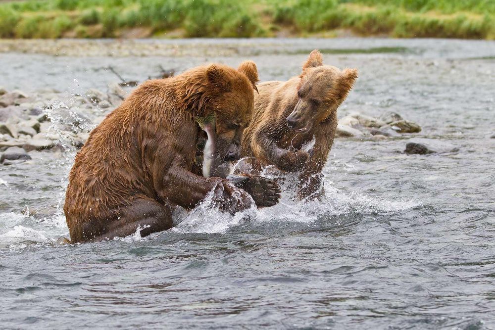 Brown-bear-and-cub-catching-salmon_E07G8306-Geographic-Harbor,-Katmai-National-Park,-AK.jpg