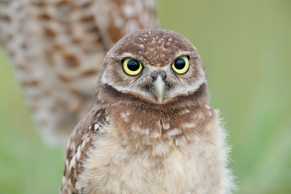 Burrowing owl chick_A3I9323- Boca Raton Airport, FL, USA.jpg