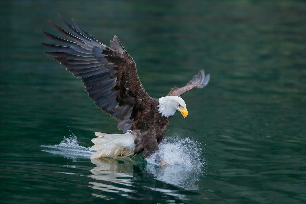 Bald-eagle-with-claws-splash-and-green-water_B8R6542-Kachemak-Bay,-Homer,-Alaska,-USA.jpg