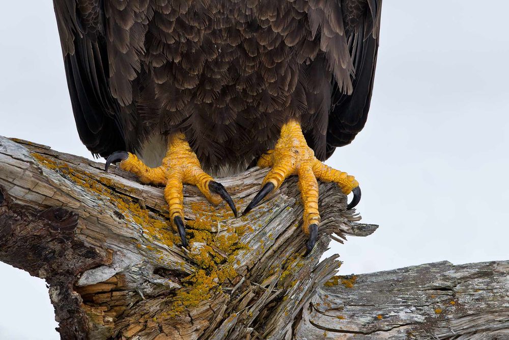 Bald-eagle-claws-on-rustic-perch_M7E7452-Kachemak-Bay,-Homer,-AK.jpg