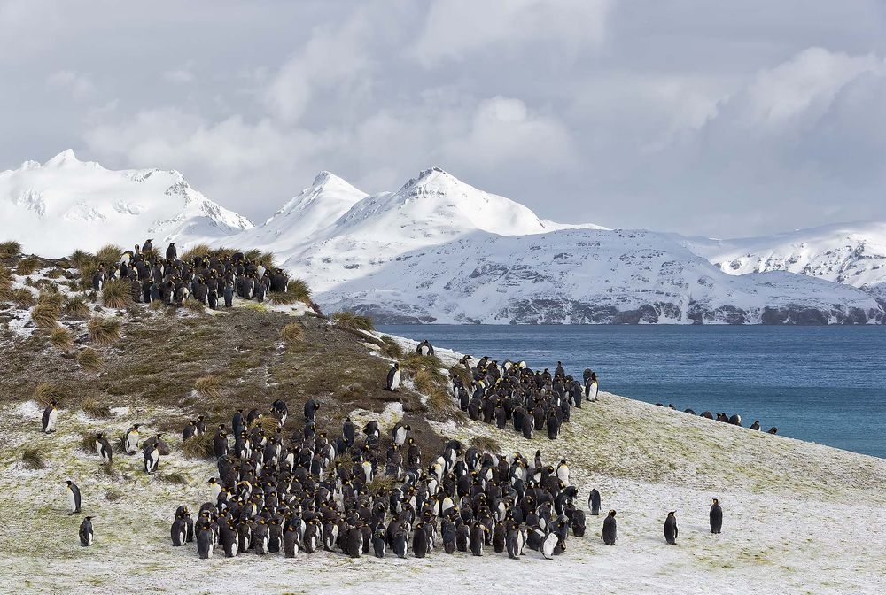King-Penguin-colony-up-on-the-hill_E7T2163-Salisbury-Plain,-South-Georgia-Islands.jpg