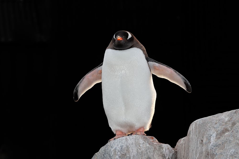Gentoo-penguin-wings-spread-black-background_A3I4958-Paradise-Bay,-Antarctica.jpg