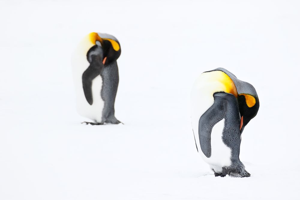 King-Penguins-sleeping-in-the-snow_44A6057-Fortuna-Bay,-South-Georgia-Islands,-Southern-ocean.jpg