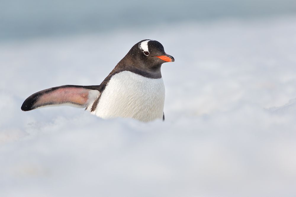 Gentoo-Penguin-waist-deep-in-the-snow_E7T1027-Danco-Island,-Antarctica.jpg