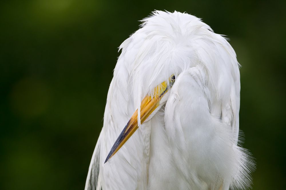 Great-Egret-shielding-from-the-rain_M7E8223-Gatorland,-Orlando,-FL.jpg