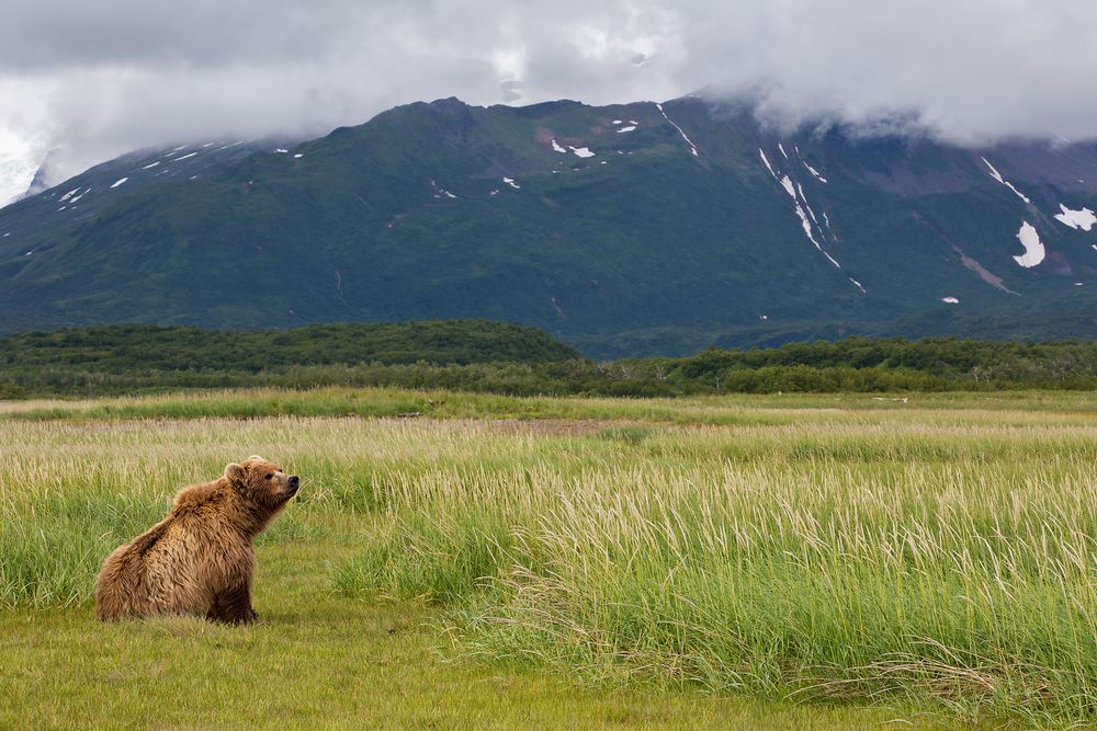 Coastal Brown Bear resting in the meadows with bkgd_W7C8450-Hallo Bay, Katmai NP, AK.jpg