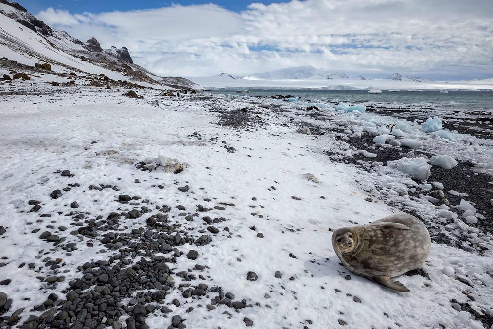 Crabeater-seal-at-Brown-Bluff_B8R7480-Brown-Bluff,-Antarctica.jpg