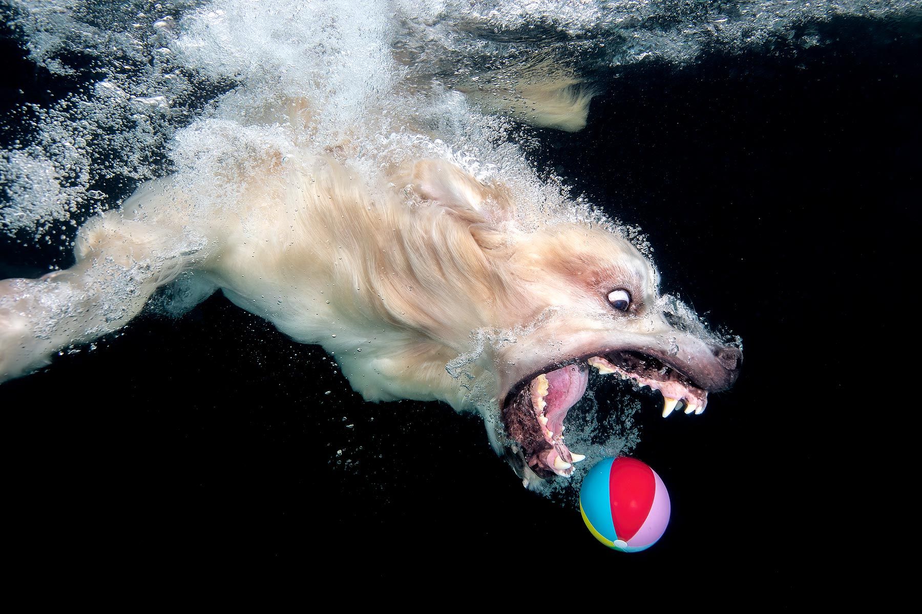 Clemens Vanderwerf_Golden retriever diving after colorful ball