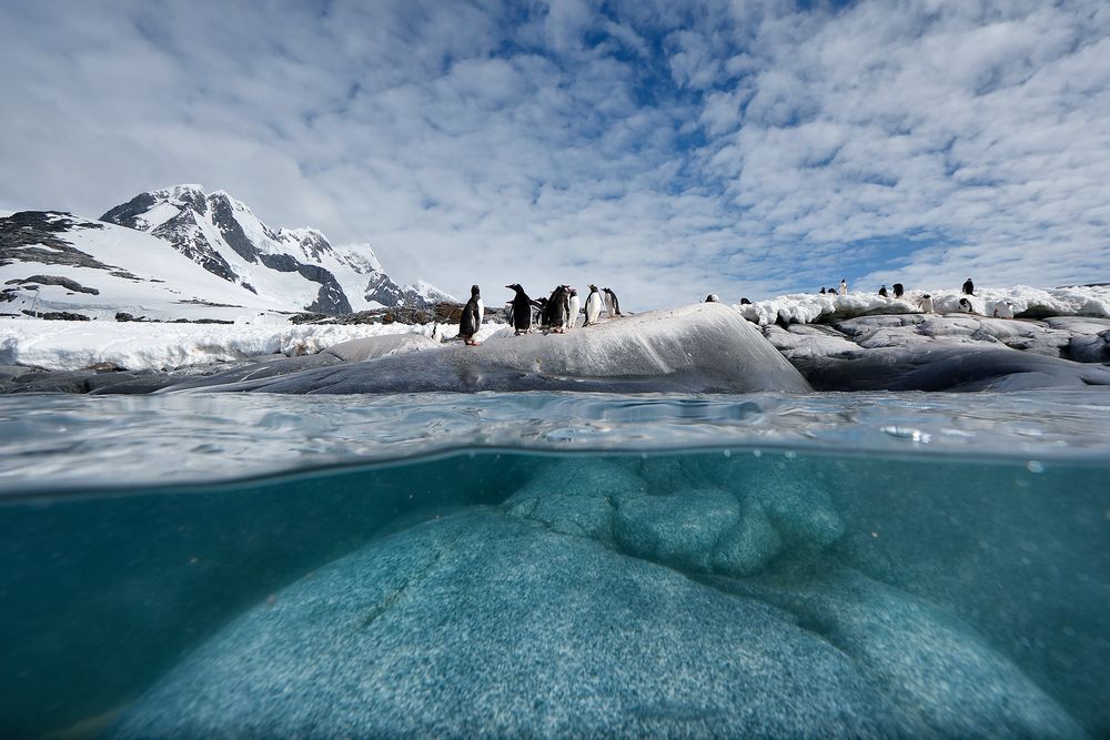 Gentoo-penguins-on-a-rock_edit_83A6910-Port-Charcot,-Booth-Island,-Antarctica.jpg