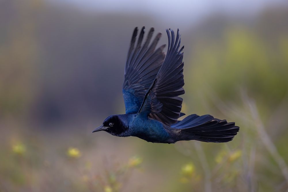 Boat-Tailed-Grackle-flying_F7A9725-Lake-Kissimmee,-FL,-USA.jpg