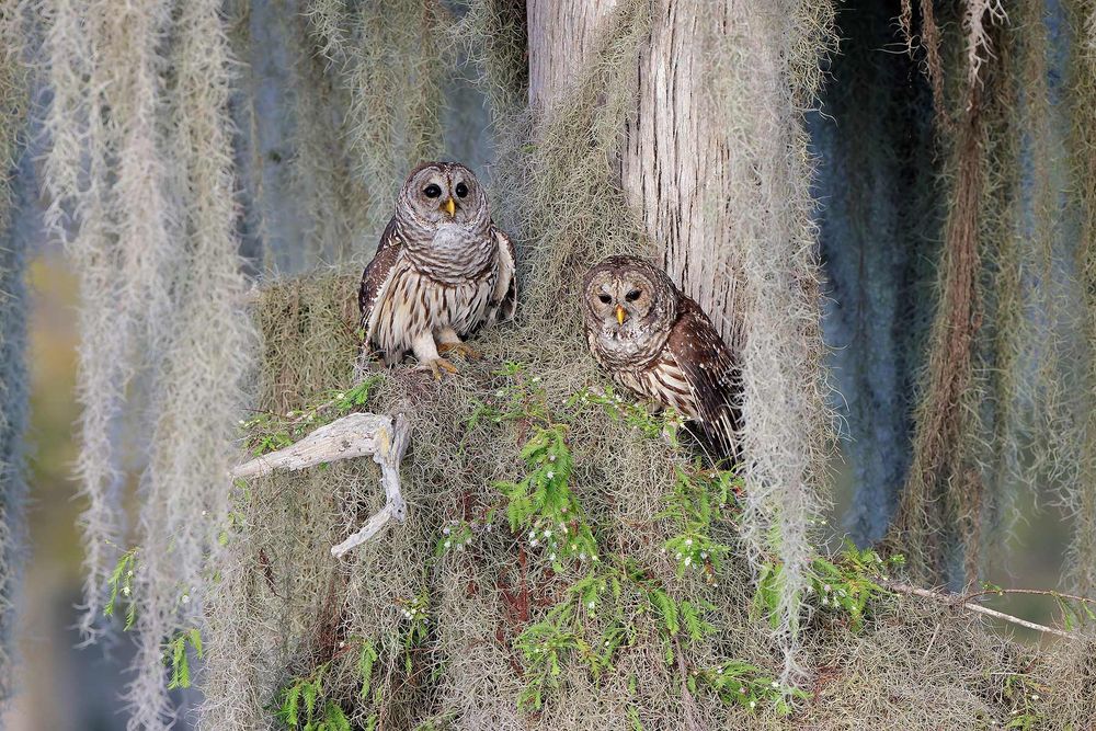 Barred-owls-together-in-tree_F0A8584-Blue-Lake-Cypress,-FL,-USA.jpg