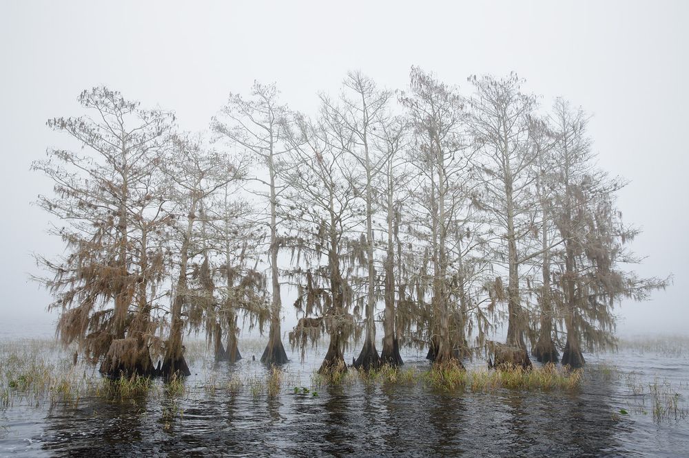 Cypress trees standing tall in the mist_S6A0335-Lake Blue Cypress, FL, USA.jpg