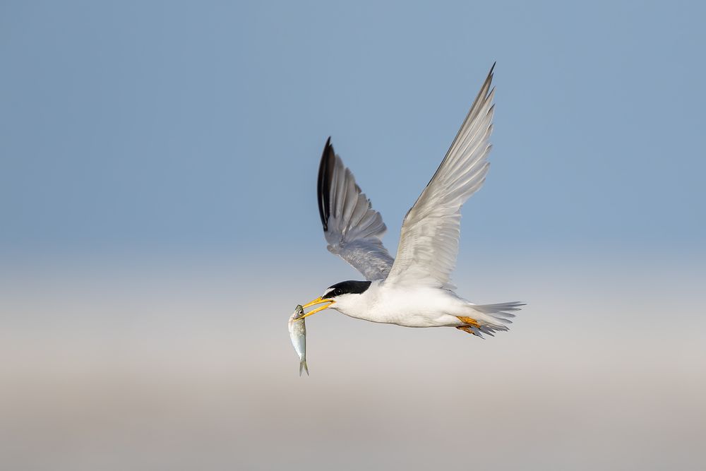 Least-tern-flying-with-fish_D8A5935-Fort-de-Soto,-FL,-USA.jpg