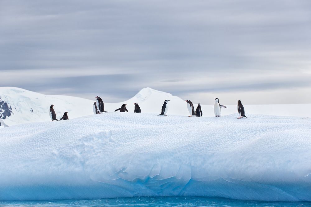 Gentoo-and-Chinstrap-Penguins-on-ice-with-blue-water_E7T0339-Cierva-Cove,-Antarctica.jpg