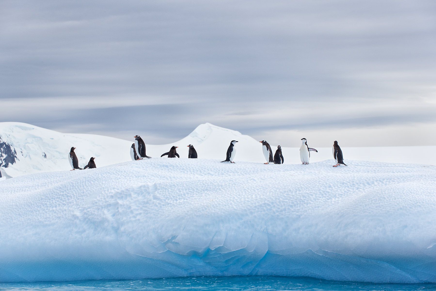 Южный полюс Антарктида фото