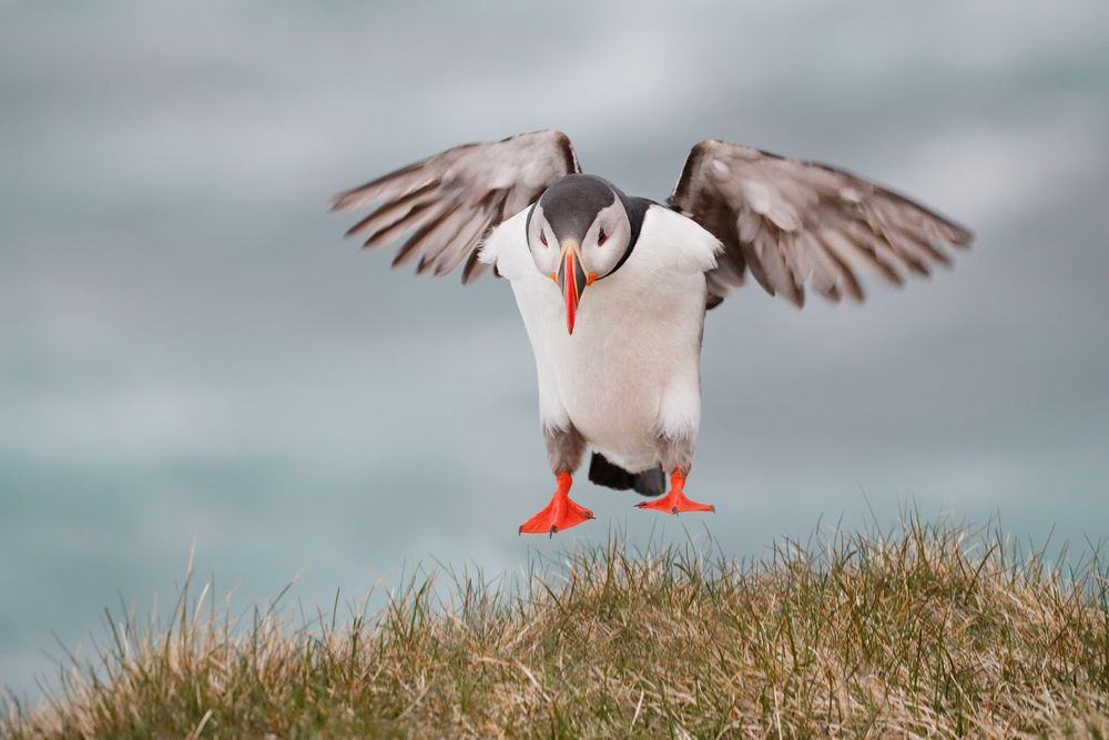 Atlantic-puffin-landing_A3I3245-Latrabjarg,-West-Iceland.jpg