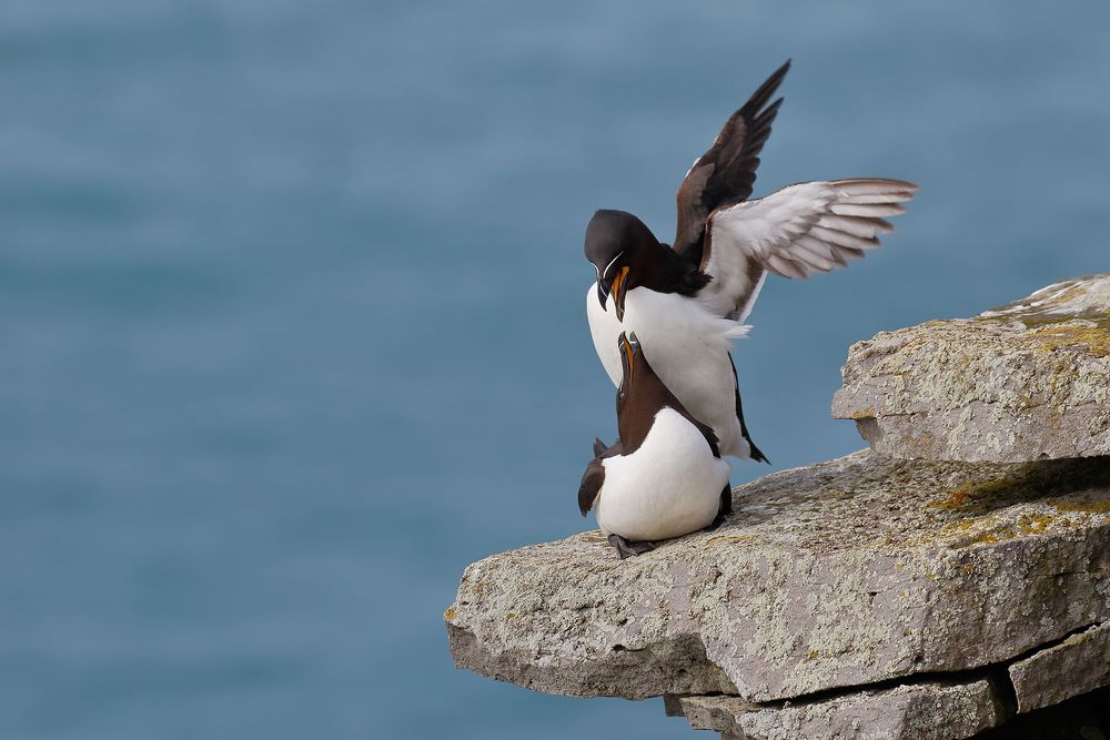 Razorbills-mating-on-rock-ledge_44A2758-Latrabjarg,-West-Iceland.jpg