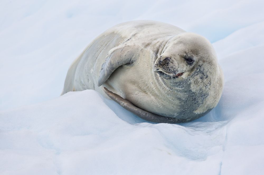 Crabeater-Seal-laying-on-an-iceberg-resting_E7T3013-Paradise-Bay,-Antarctica.jpg