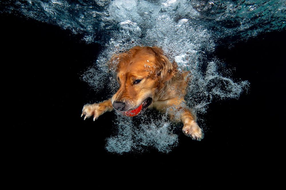 Zevon-underwater-with-red-ball_83A9583-Dover,-FL,-USA.jpg