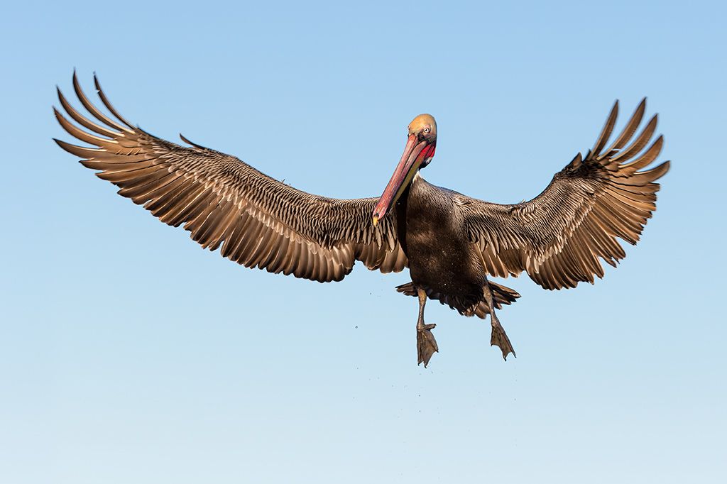 Colorful and comical pelicans - Clemens Vanderwerf Photography
