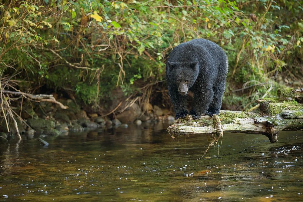 Black-bear-at-the-end-of-log-above-the-river-II_E7T4100-Gribbell-Island,-British-Columbia,-Canada.jpg