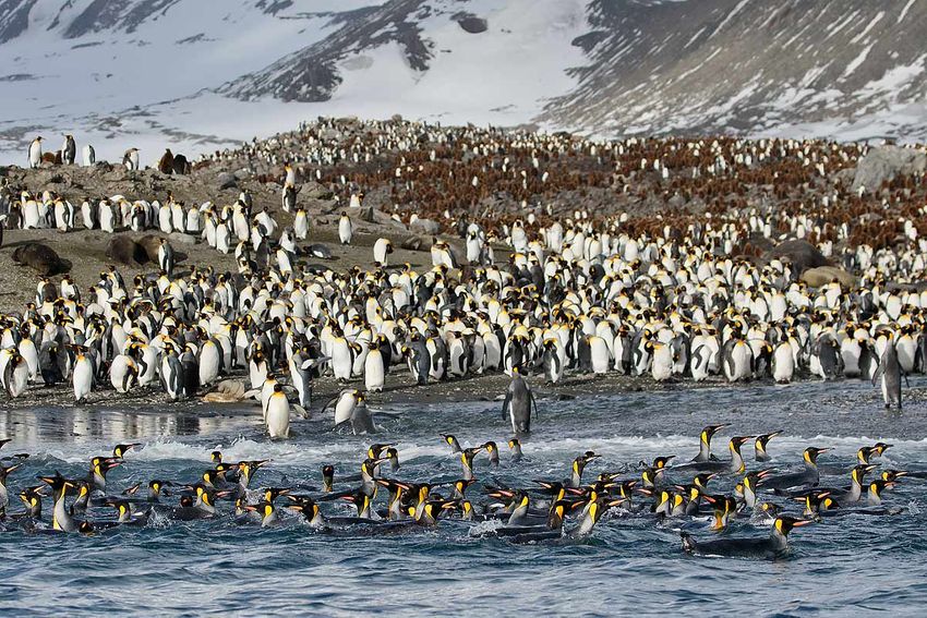 king-penguins-swimming-in-front-of-beach_44a7175-st-andrews-bay-entrance-south-georgia-islands-southern-ocean.jpg