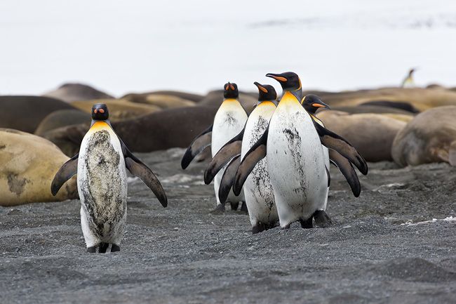 King-Penguins-coming-back-after-a-swim_E7T2760-Right-Whale-Bay-South-Georgia-Islands.jpg