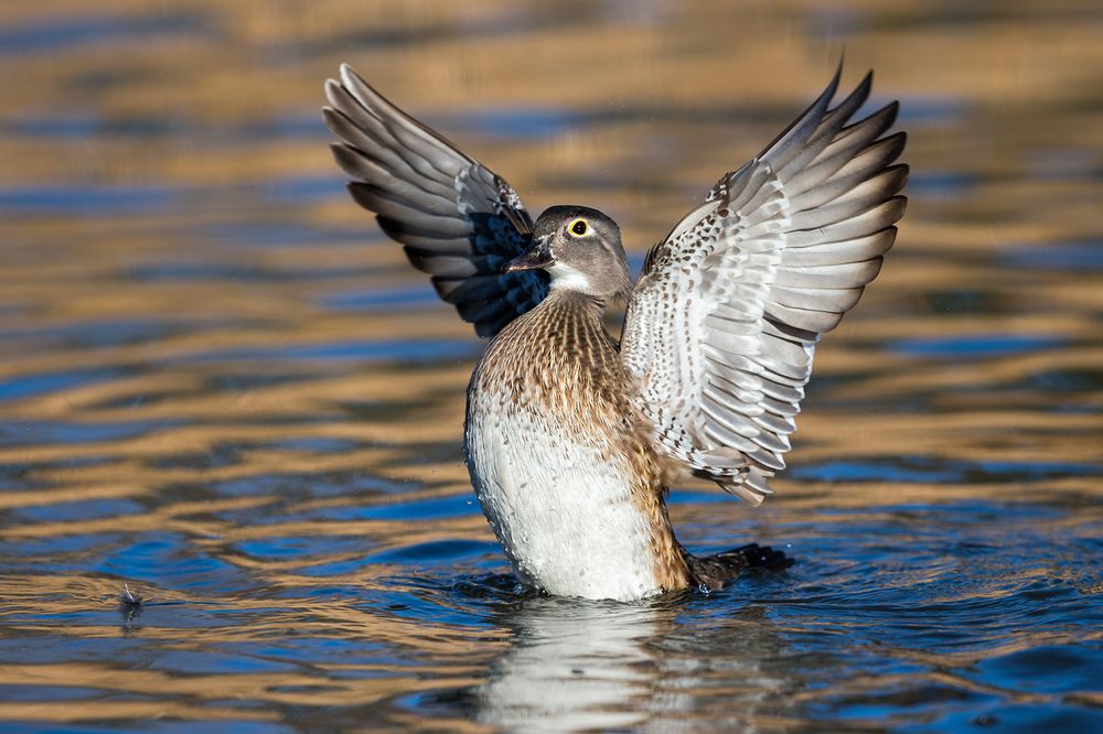 Wood duck female flapping wings back in golden water_E7T1109-Santee Lakes, San Diego, USA.jpg