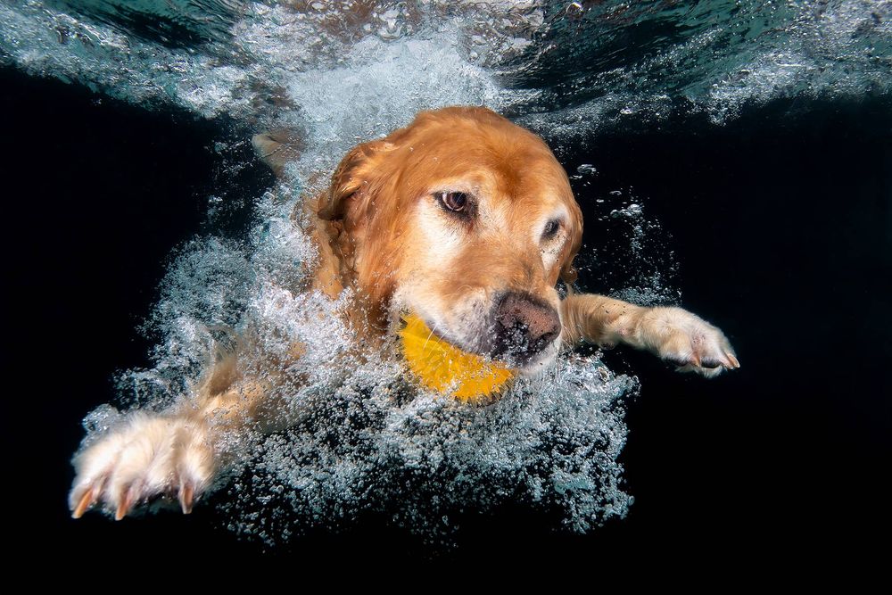 Ozzy-swimming-underwater-with-ball_83A7762-Dover,-FL,-USA.jpg