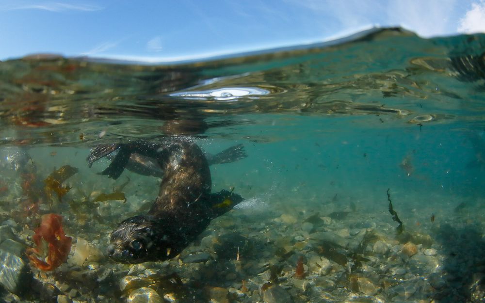 Fur Seal baby swimming by underwater_S6A3222-Stromness, South Georgia Island.jpg
