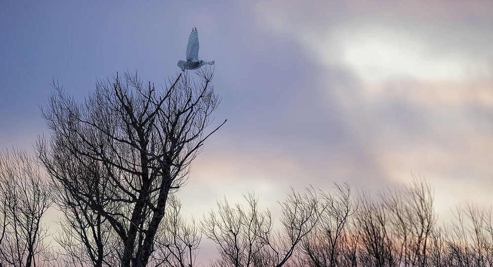Snowy-owl-lifting-of-with-clouds_F0A4423.jpg