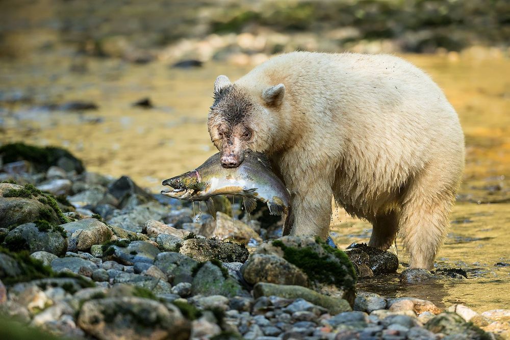 Spirit-bear-bringing-salmon-out-of-the-river_E7T4854-Gribbell-Island,-British-Columbia,-Canada.jpg