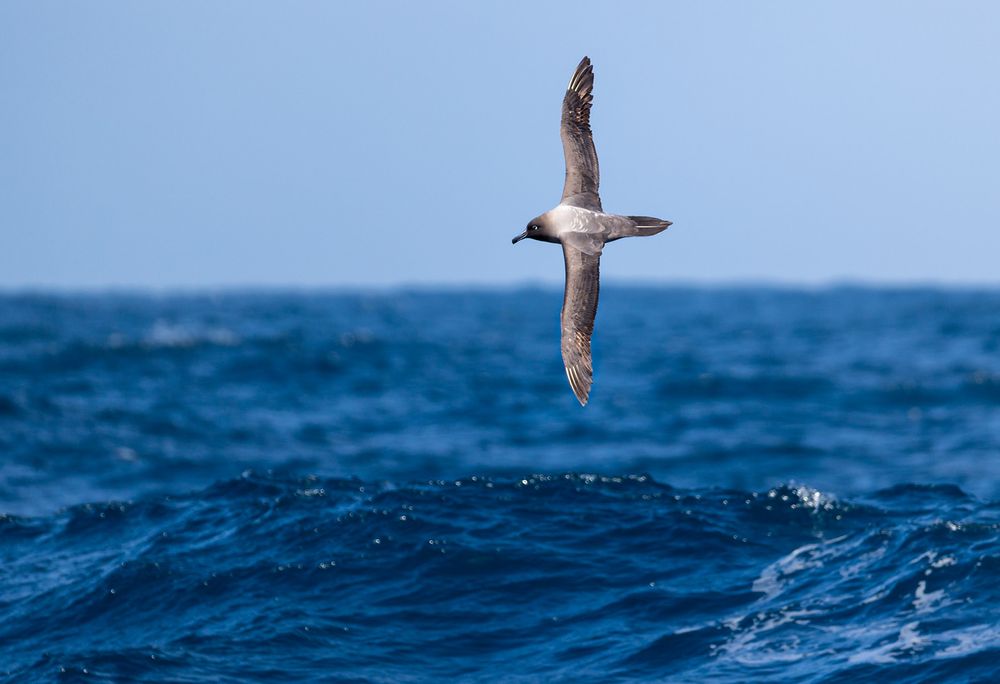 Light-Mantled-Sooty-Albatros-banking-above-waves_E7T8765-Scotia-Sea,-Southern-Ocean,-Antarctica.jpg