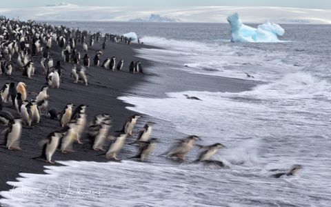 chinstrap-penguins-diving-in-the-water-blur_e7t3664-bailey-head-deception-island-antarctica.jpg