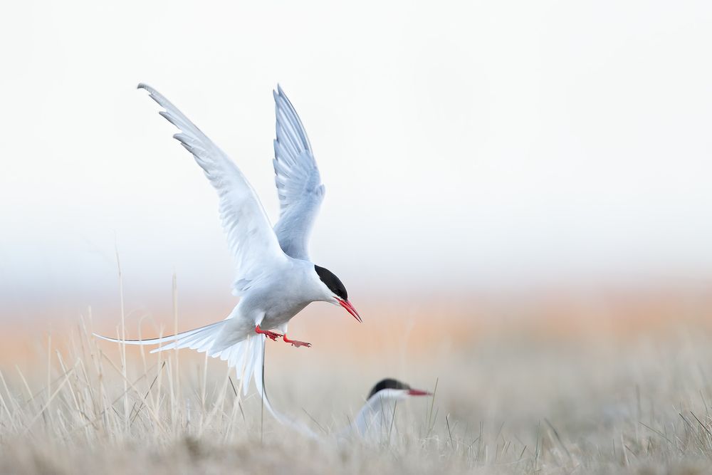 Arctic-tern-landing-on-nest_A3I1242-Arnarstapi,-West-Iceland.jpg