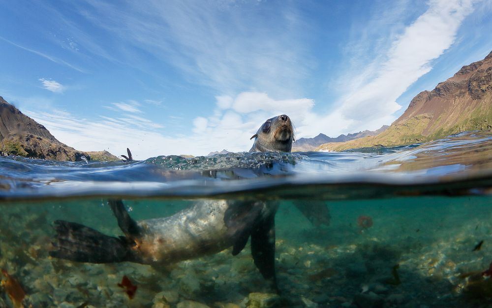 Fur Seal baby swimming by_S6A3254-Stromness, South Georgia Island.jpg