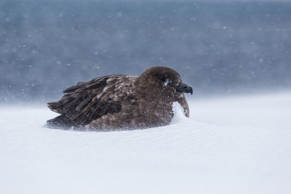 Browm-Skua-hunkering-down-in-snow-storm_E7T6041-Whalers-Bay,-Deception-Island,-South-Shetland-Islands,-Antarctica.jpg