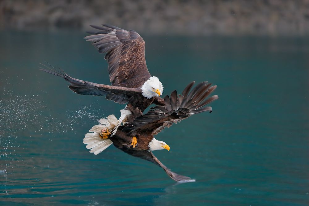 Bald-eagles-crash-with-green-water_E7T8844-Kachemak-Bay,-Homer,-Alaska,-USAA.jpg