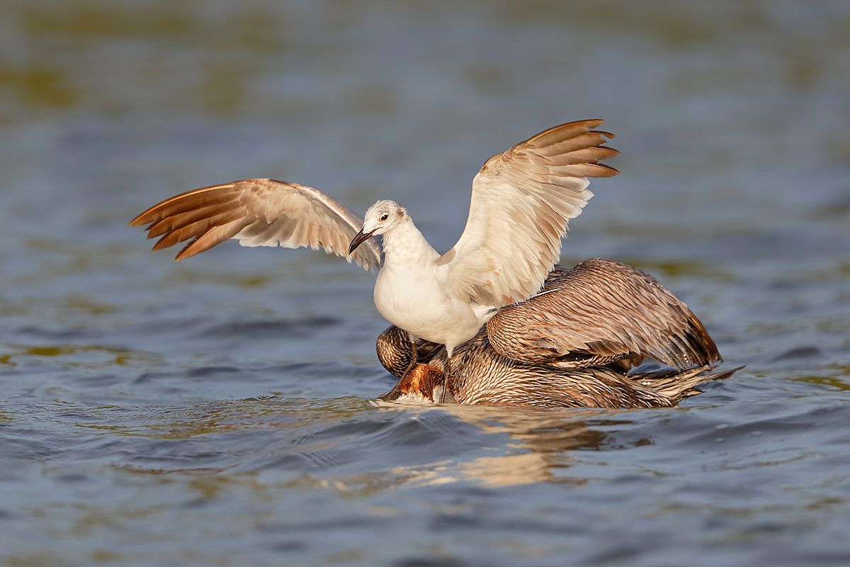 brown-pelican-feeding-with-gull_b8r9122-alafia-banks-gibsonton-fl-usa.jpg