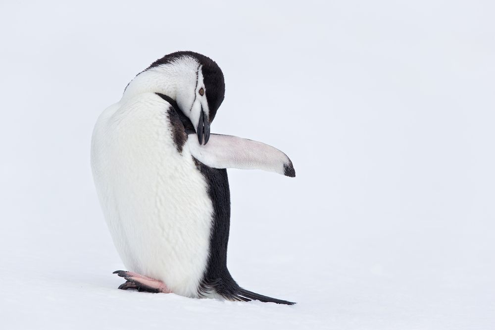 Chinstrap-Penguin-preening-wing-in-snow_E7T6107-Penguin-Island,-South-Shetland-Islands,-Antarctica.jpg