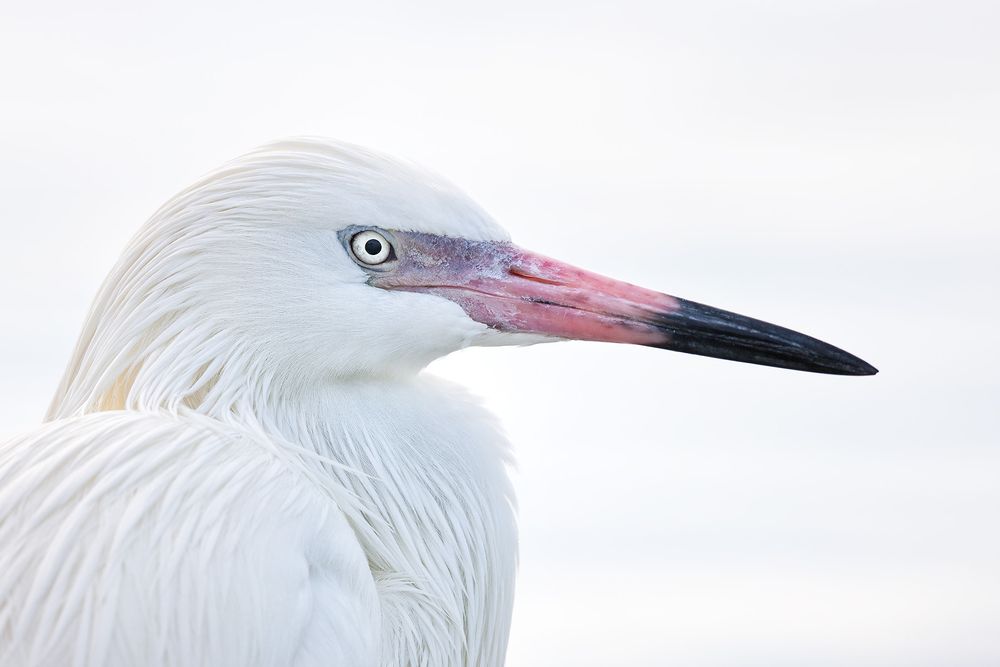 Reddish-egret-white-morph-high-key-portrait-02100101-Estero-lagoon,-Fort-Myers,-FL.jpg