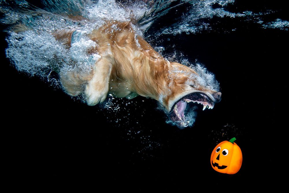 Ozzy-diving-after-orange-pumpkin_83A8586-Dover,-FL,-USA.jpg