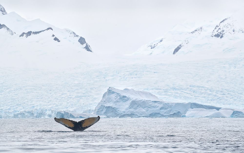 Humpback whale fluke in Cierva Cove_A3I7984-Cierva Cove, Antarctica.jpg