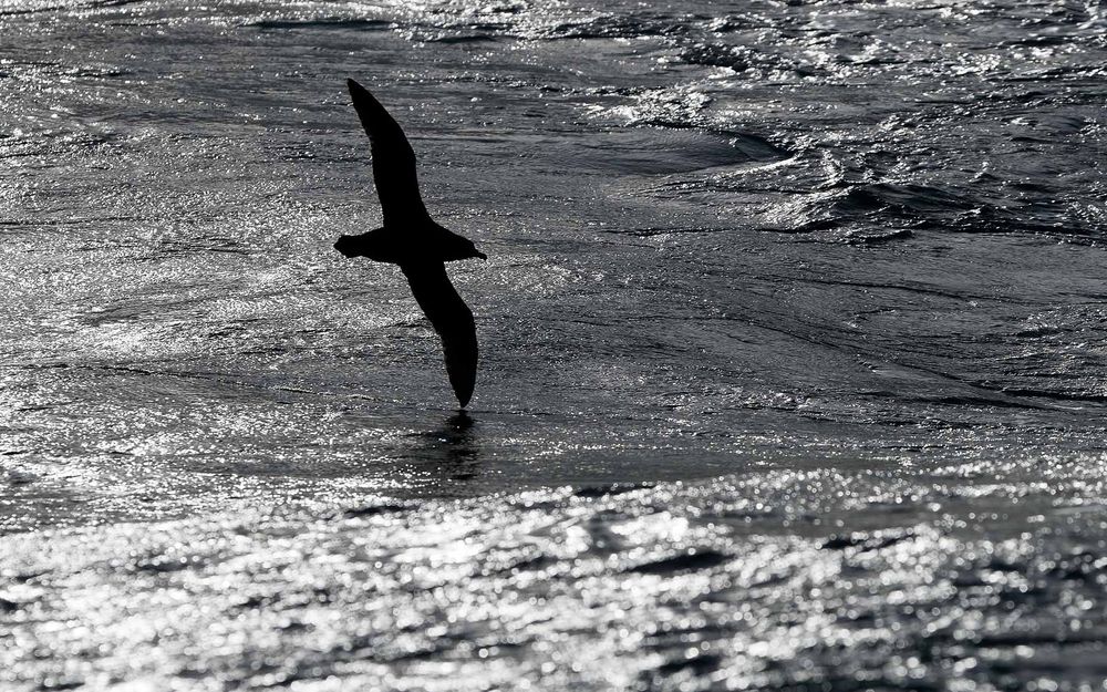 Wandering Albatros silhouette_A3I5147-Scotia Sea, Southern Ocean.jpg