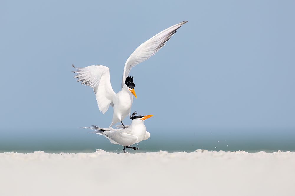 Royal-terns-riding-on-top_F7A9715-Fort-de-Soto,-Tierra-Verde,-FL,-USA.jpg