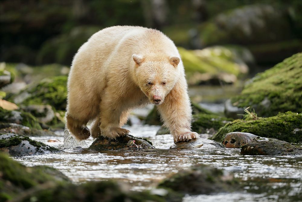 Spirit-bear-walking-in-the-river_A3I2848-Gribbell-Island,-British-Columbia,-Canada,.jpg